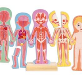 Puzzle Magnético del Cuerpo Humano